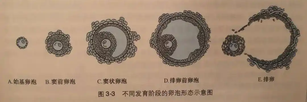 正常卵细胞大小与原始卵泡一样大吗？