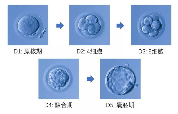 6bb囊胚和4bb哪个级别和质量更好？