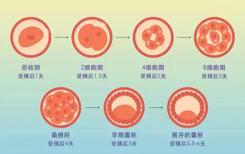 马来西亚试管看这里!盘点阿尔法医院(AFC)囊胚移植成功率