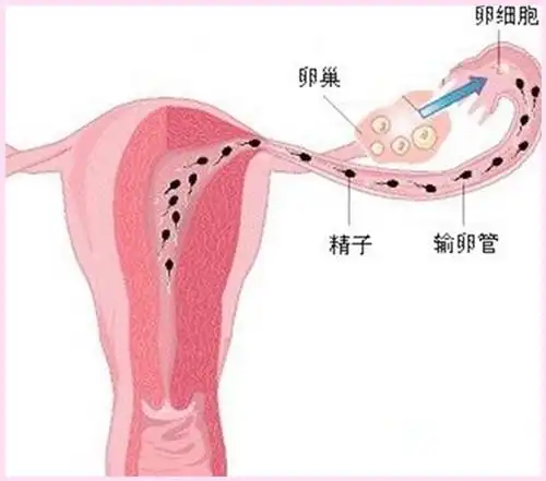 月经周期排卵期对照表参考，手把手教你计算备孕日子