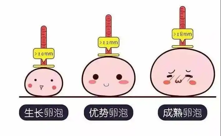 三个小技巧教你辨别优势卵泡是好还是坏