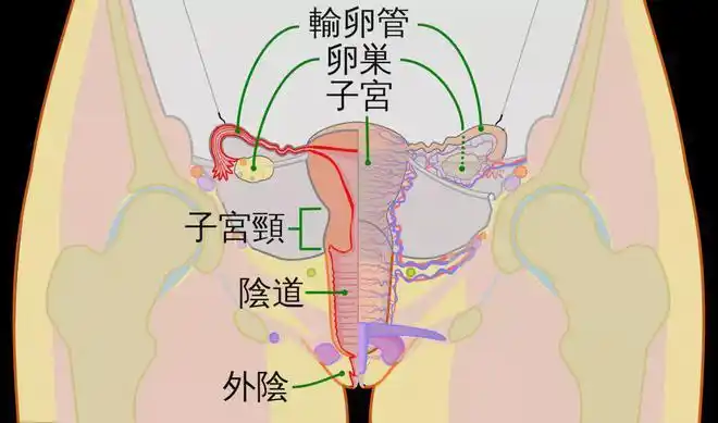 宫外孕最明显的征兆是什么？这些数据变化一定要了解