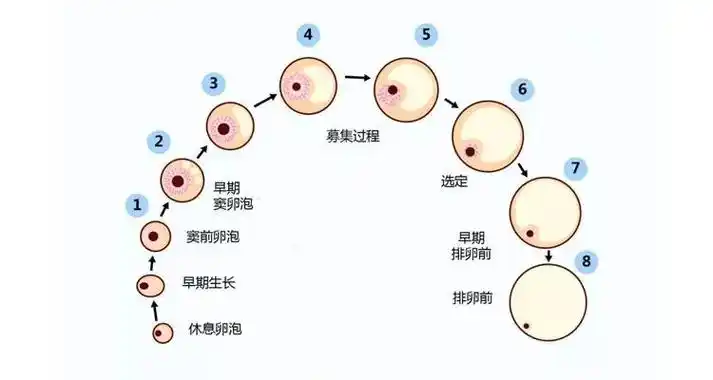 卵泡发育不良还能做试管婴儿吗