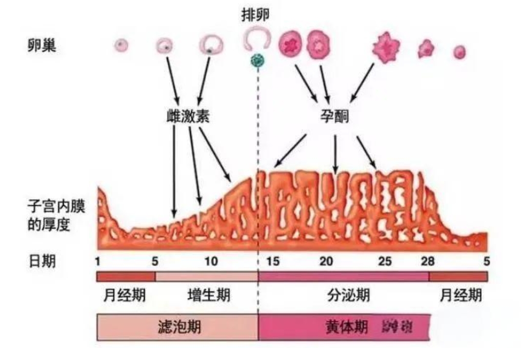 试管胚胎移植过后那段时间是属于黄体期吗