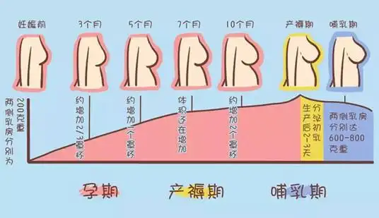 听说怀没怀孕看胸就知道了这是真的吗