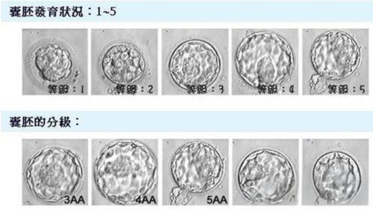 胚胎711和821质量分析，哪个发育好、形态评估高点这了解