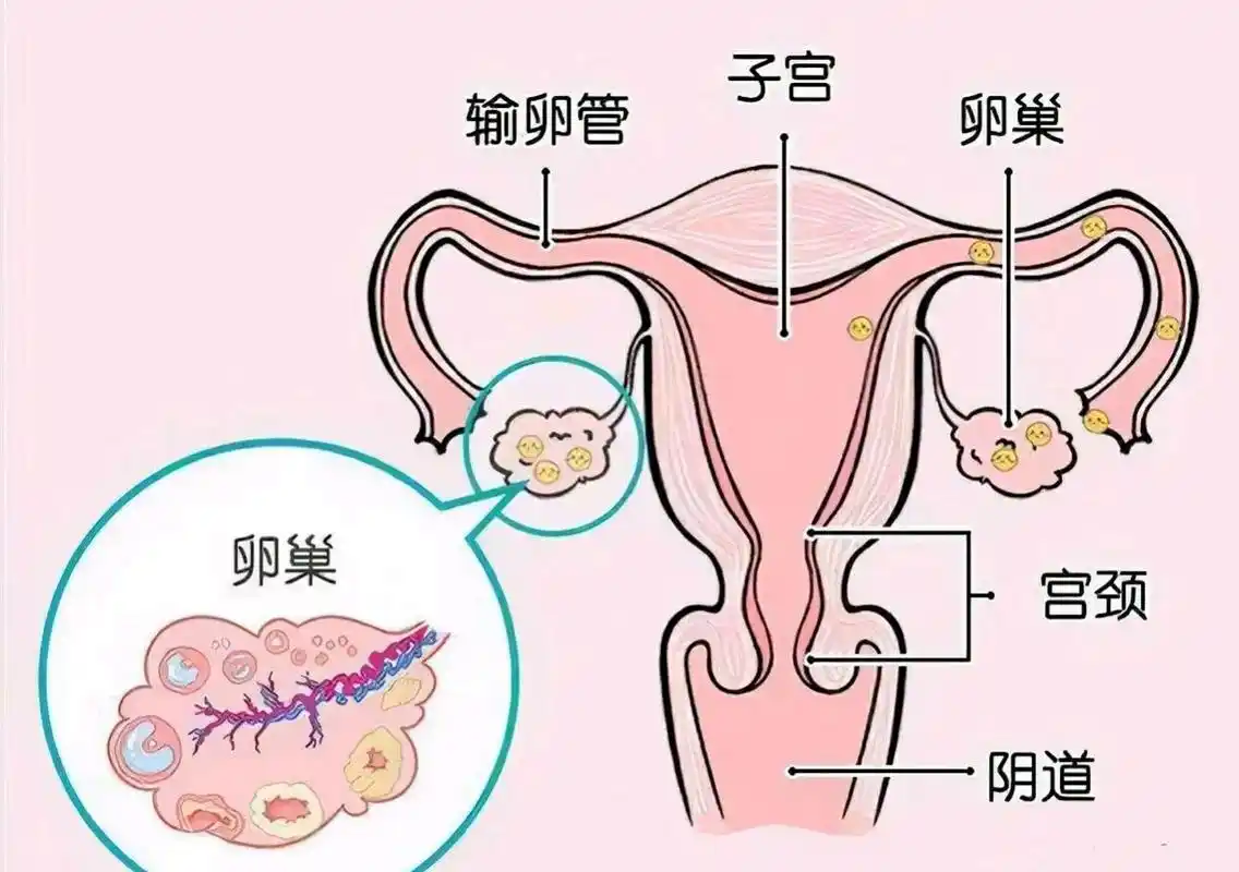 试管婴儿移植时内膜的正常厚度是多少，有6-7成功的吗？