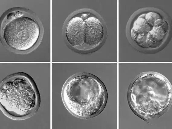 胚胎移植第九天发热体温升高0.5度是胚胎着床了吗？