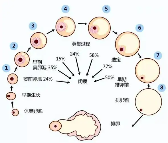 卵泡