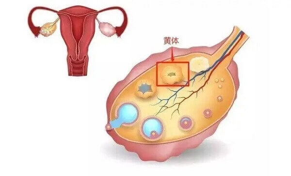 黄体功能不足可以进行黄体支持